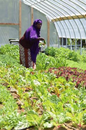 A member of the Somali community in Southern Maine harvests produce in a USDA-funded high tunnel in Lisbon. Urban agriculture includes the cultivation, processing, and distribution of agricultural products in urban and suburban areas. Photo by Thomas Kielbasa, NRCS-Maine