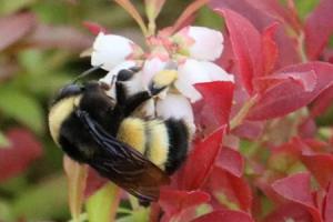 Yellow banded Bumble Bee