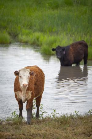 Cows in water.