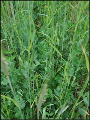 Winter pea plots with cereal rye component at the TXPMC
