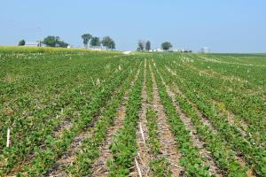 Brent Leighton no-tills all his soybeans and began using cover crops to help improve soil health by adding organic matter and increasing water infiltration.