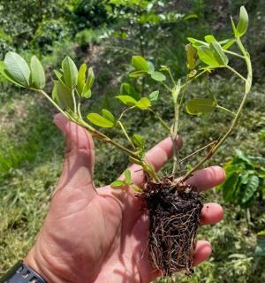 Arachis pintoi plug with three cuttings per plug and a well-developed root system.