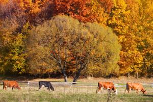 cows in fall pasture