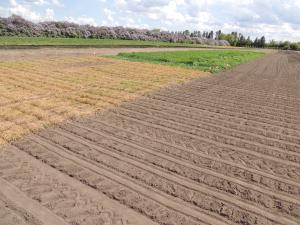 Image of tilled and no-tilled seedbeds