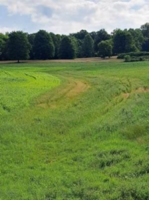 Grassed waterways on the JR Twentier Farm help prevent erosion in his fields.