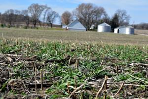 Mark Kingland used his new drone to apply cover crop seed this fall producing a nice stand this fall.