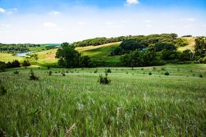 Trees grow on land previously used for hay production in Iowa.