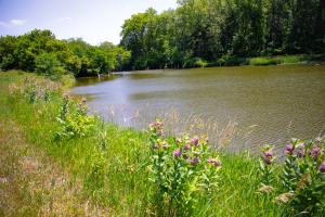 Milkweed grows along private pond in Harrison County, Iowa.