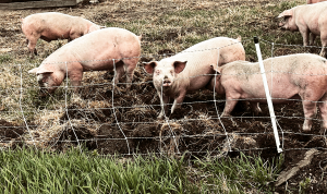 Happy pigs rooting in their pasture at Windmist Farms in Jamestown, RI, June 2023.