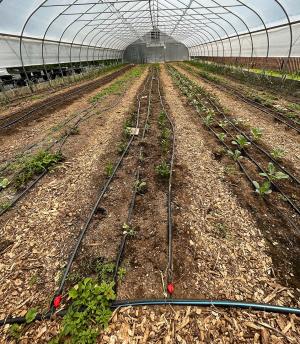 Drip irrigation system in a high tunnel on Bami Farm in Johnston, RI.