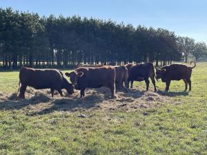 Herd of red cows grazing at a hay bale in a pasture