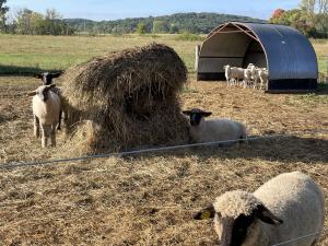Flock of sheep in a fenced pasture grazing from a hay bale.