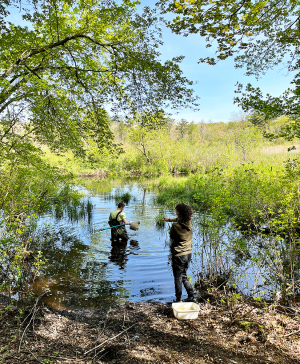 Students use net to collect aquatic species samples during 2024 RI Envirothon at Camp Hoffman.