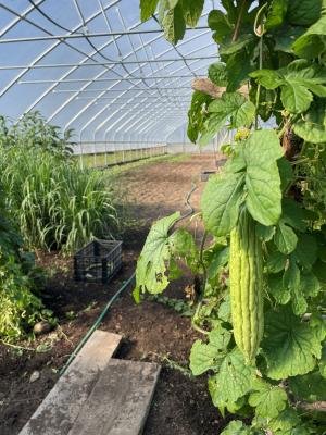 Bitter Melon and Lemongrass growing in a high tunnel.
