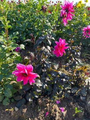 Black Dahlia flowers growing on School Road Farm.