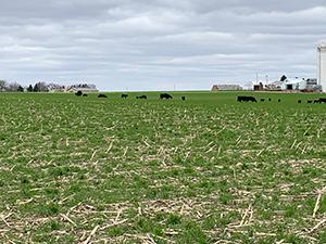 Livestock graze a cereal rye, triticale cover crop mix on the family's Century Farm near Daugherty.