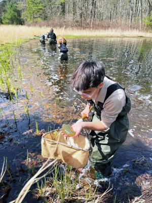 A young boy collects samples in a pond using a net for the 2024 Rhode Island Envirothon field day.