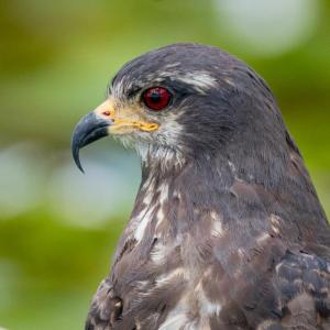 Close-up of snailkite bird in south central Florida