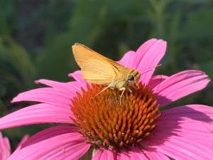 Photo of a Delaware skipper on the head of a purple coneflower. The butterfly rests on the head of the flower and displays the underside of the wing which is dull orange with no spots.