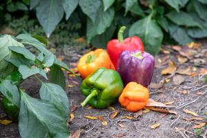 Variety of peppers
