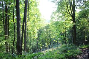 Forest Opening_Schmeiser Property