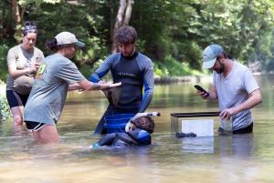 Release of Juvenile Hellbenders into the Blue River located in southern Indiana.