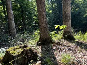 Tree Girdling_Schmeiser Property