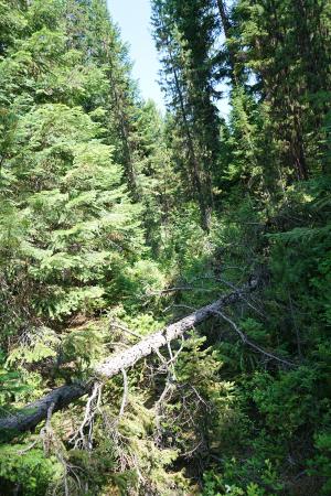 Forested land that has not been treated and is densely stocked with a lot of down trees.