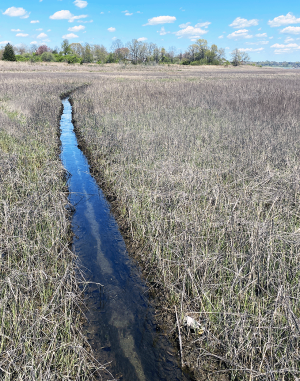 Runnel dug to restore saltmarsh hydrology at Rocky Hill WRE in Warwick, RI, July 2024.