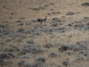 Pronghorn in sagebrush.