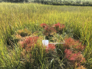 Growing-season establishment of a peat island built to provide microtopography for saltmarsh sparrow nesting habitat at Rocky Hill Wetland Reserve Easement in Warwick, RI.