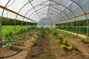 High Tunnel - Seefleaf Farm