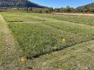 WV Plant Materials Center hayland test plot