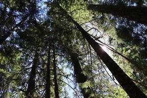 Trees tower overhead as the sun peeks through in the Umpqua National Forest in Oregon
