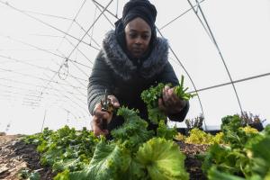 Sharrona Moore, the found of Lawrence Community Gardens, harvests mustard greens in the garden's high tunnel on Feb. 2, 2021. The high tunnel was funded in part through the Natural Resources Conservation Services' Environmental Quality Incentives Program (EQIP), which Moore signed up for in 2018. The EQIP funding will also be used to plant a hedgerow at the garden located in Lawrence, Indiana. (Indiana NRCS photo by Brandon O'Connor)