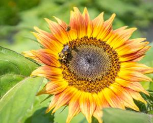 A bee lands on a sunflower at Perkins' Good Earth Farm July 2, 2021. Perkins’ Good Earth Farm is a certified organic farm and Dan and Julie Perkins practice regenerative agriculture including no-till and cover crops. They have enrolled in multiple CRP, CSP and EQIP contracts through NRCS and FSA to plant wildlife habitat and wind buffers and hedgerows, construct high tunnels and assist with their organic certification.  (NRCS photo by Brandon O'Connor)