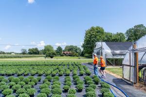 Kevin and Linda Baird check on mums growing at Cornucopia Farm in Scottsburg, IN on Aug. 12, 2021. The Bairds are growing more than 7,000 mums this year along with pumpkins, corn, soybeans and tomatoes. The Bairds have enrolled in multiple EQIP and CRP contracts through NRCS to help address resource concerns on their land including implementing cover crops and building a high tunnel to grow tomatoes. (NRCS photo by Brandon O’Connor)