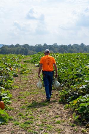 Kevin Baird tends to his growing pumpkins and squashes at Cornucopia Farm in Scottsburg, IN on Sept. 30, 2021. Kevin and Linda Baird are growing 20 acres of pumpkins and squashes this year along with mums, corn, soybeans and tomatoes. The Bairds have enrolled in multiple EQIP and CRP contracts through NRCS to help address resource concerns on their land including implementing cover crops and building a high tunnel to grow tomatoes. (NRCS photo by Brandon O’Connor)