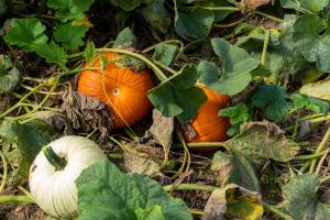 Pumpkins grow at Cornucopia Farm in Scottsburg, IN on Sept. 30, 2021. Kevin and Linda Baird are growing 20 acres of pumpkins and squashes this year along with mums, corn, soybeans and tomatoes. The Bairds have enrolled in multiple EQIP and CSP contracts through NRCS to help address resource concerns on their land including implementing cover crops and building a high tunnel to grow tomatoes. (NRCS photo by Brandon O’Connor)