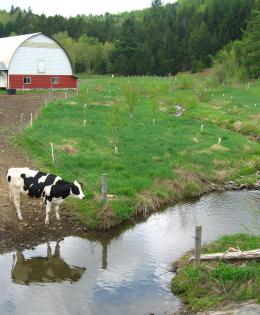Cows on a farm, approaching a reflective stream.
