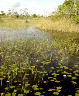 wetland
