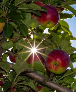 Apple orchard n New Hampshire, The sun pokes through and apple tree and light sup the fruit.