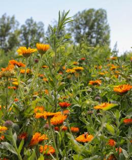 orange flowers in a field of green