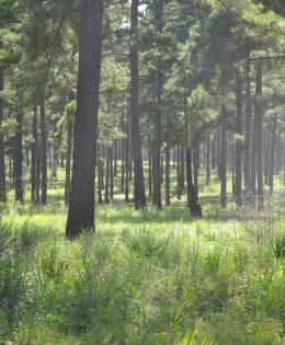 Open pine system used in Texas