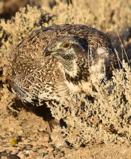 A male greater sage-grouse feeding on Wyoming big sagebrush leaves