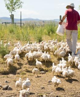 Henry Wvensche feeds his chickens at Homestead Organics in Ravalli County, Montana