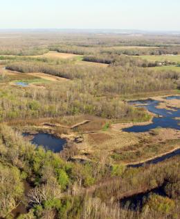 wetland easement and macros in northern Indiana