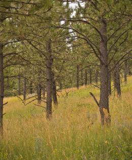 Thinned forest stand of pine trees.