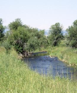 Creek with well-vegetated bank near Harrison, Montana.
