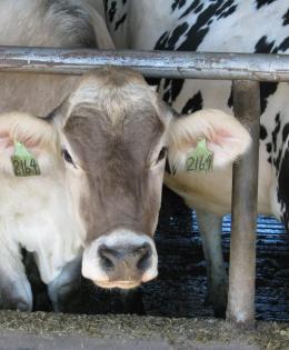 Close-up of a cow peeking through feedlot pen.